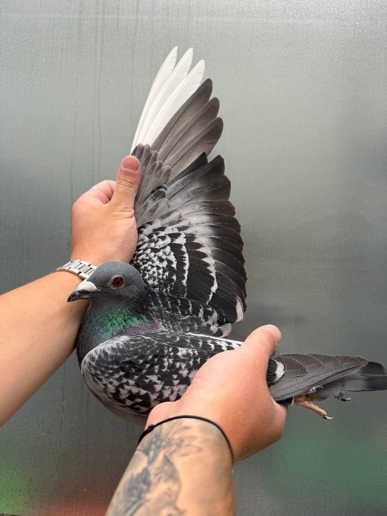 Post duif, Dieren en Toebehoren, Vogels | Duiven, Mannelijk, Postduif