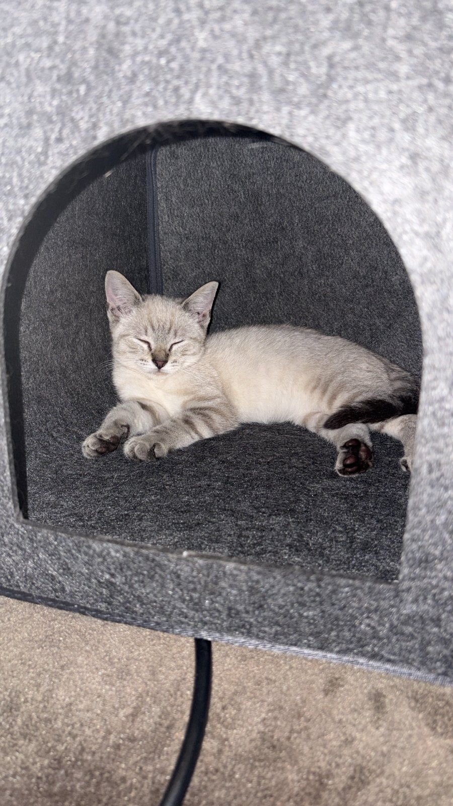 Kitten, Kater, Kortharig, 0 tot 2 jaar