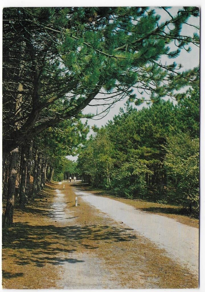 Appelscha Gelopen Ansichtkaart (B2713 ), Verzenden, 1980 tot heden, Gelopen