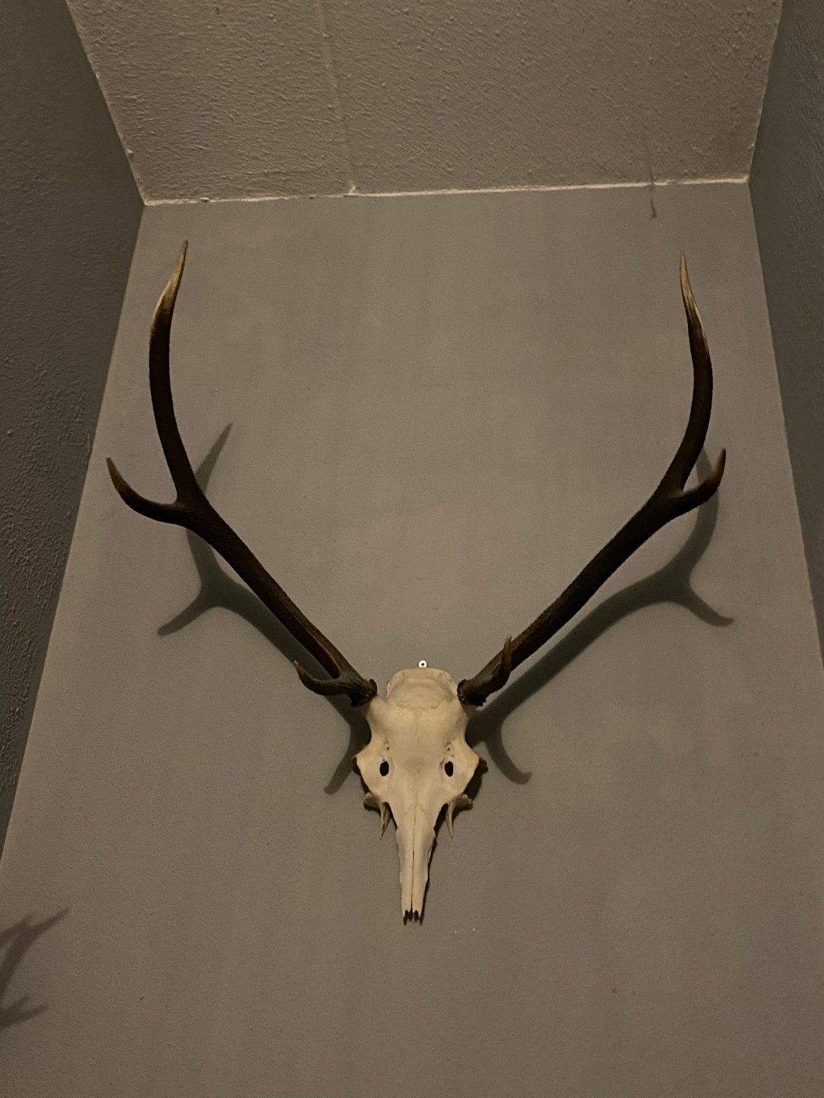 Echt Hertengewei - 70 cm, Ophalen