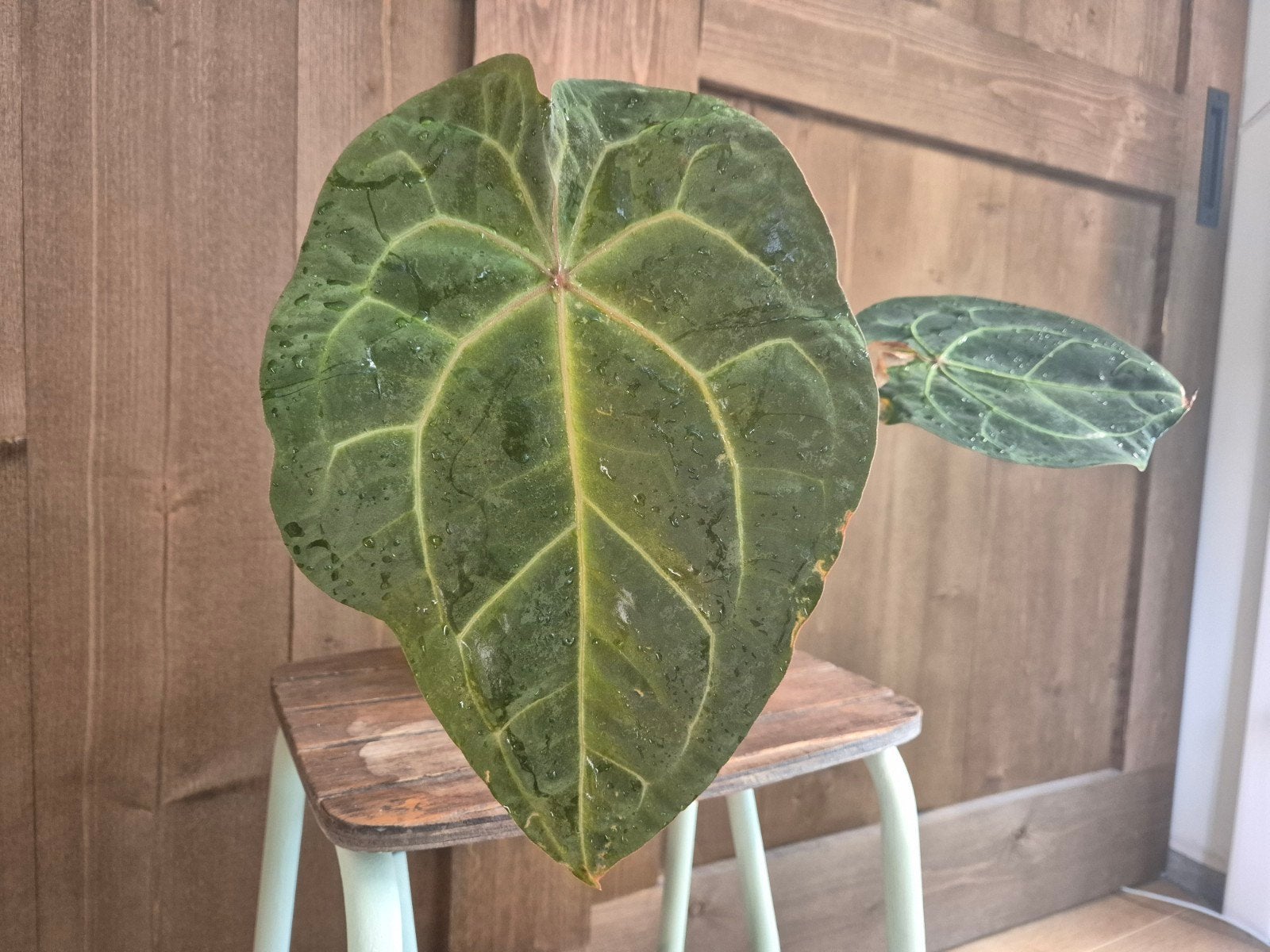 Anthurium Dark mama x Michelle, Huis en Inrichting, Kamerplanten, Ophalen of Verzenden, Halfschaduw, Minder dan 100 cm