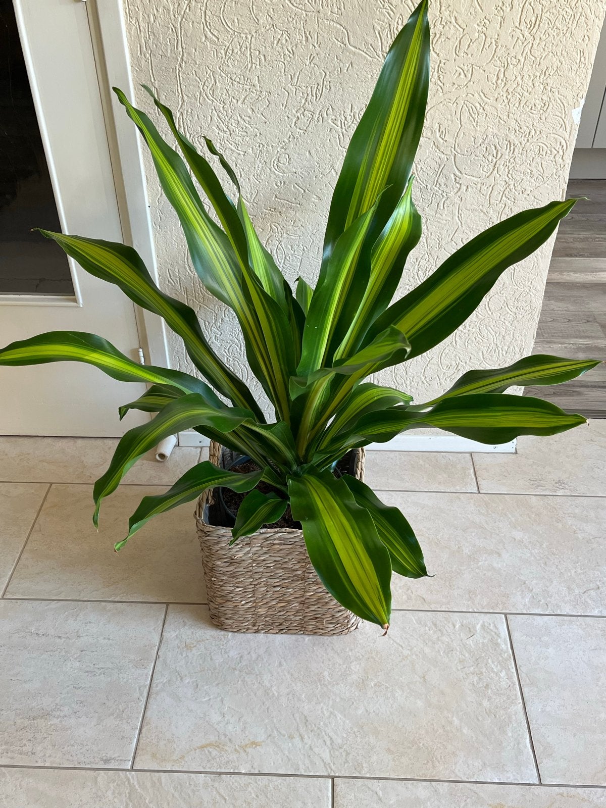 Grote, vrolijke Dracaena in lichte mand (mediterraanse look), Ophalen, 100 tot 150 cm, Overige soorten, Halfschaduw