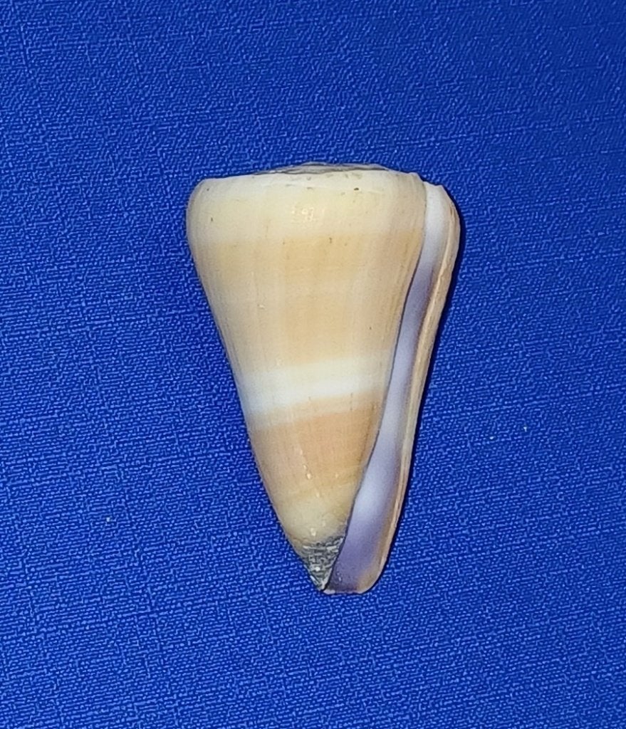 Schelpen, Conus flavidus, Verzamelen, Ophalen of Verzenden, Schelp(en)