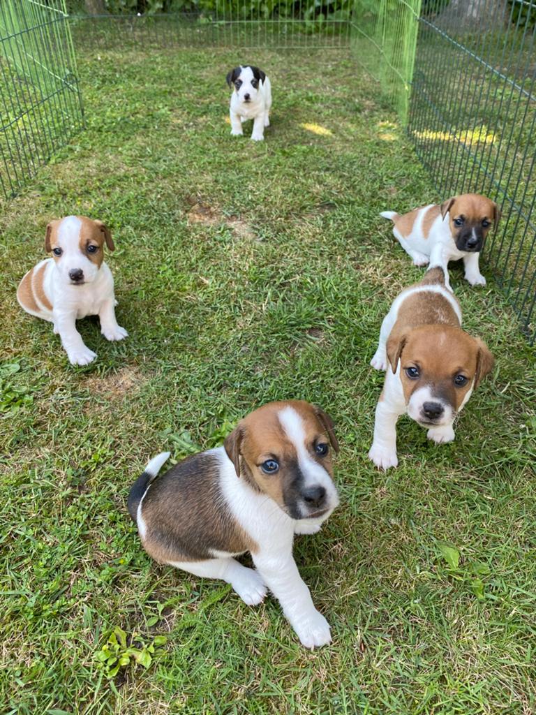 Jack Russel pups, Dieren en Toebehoren, Jack Russell Terriër, 8 tot 15 weken, Parvo, Meerdere
