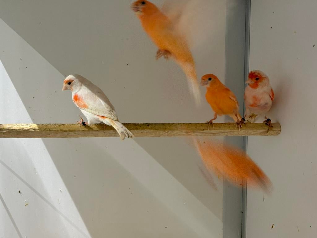 Enkele kanaries, Dieren en Toebehoren, Vogels | Kanaries, Meerdere dieren, Kleurkanarie