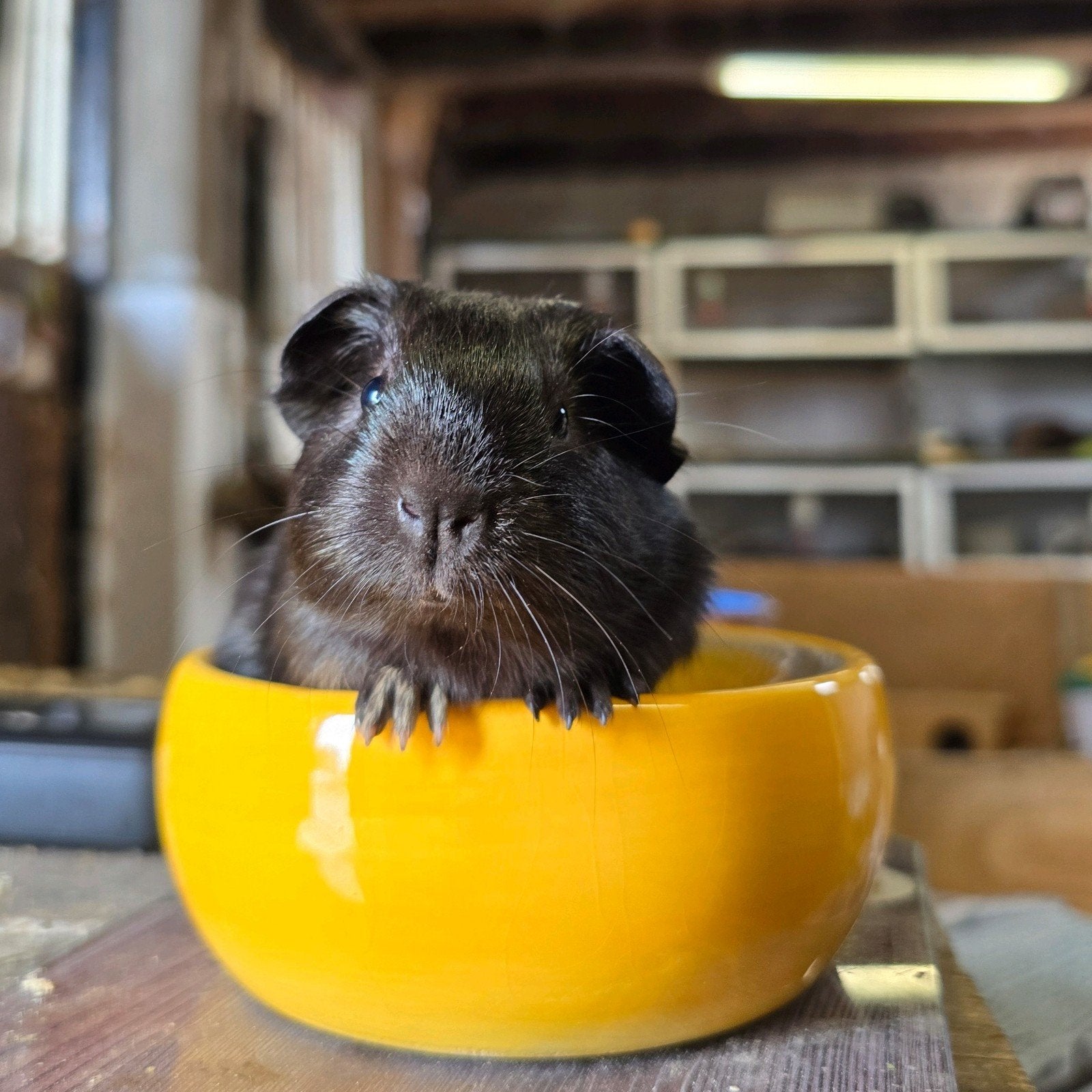 nestje baby cavia's, zeugjes en beertje, Dieren en Toebehoren, Knaagdieren, Juli, Meerdere dieren, Cavia
