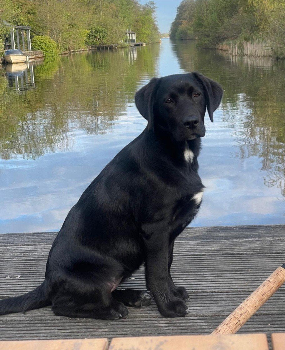 Luna 3Luik!, 15 weken tot 1 jaar, Teef, Eén hond, CDV (hondenziekte)