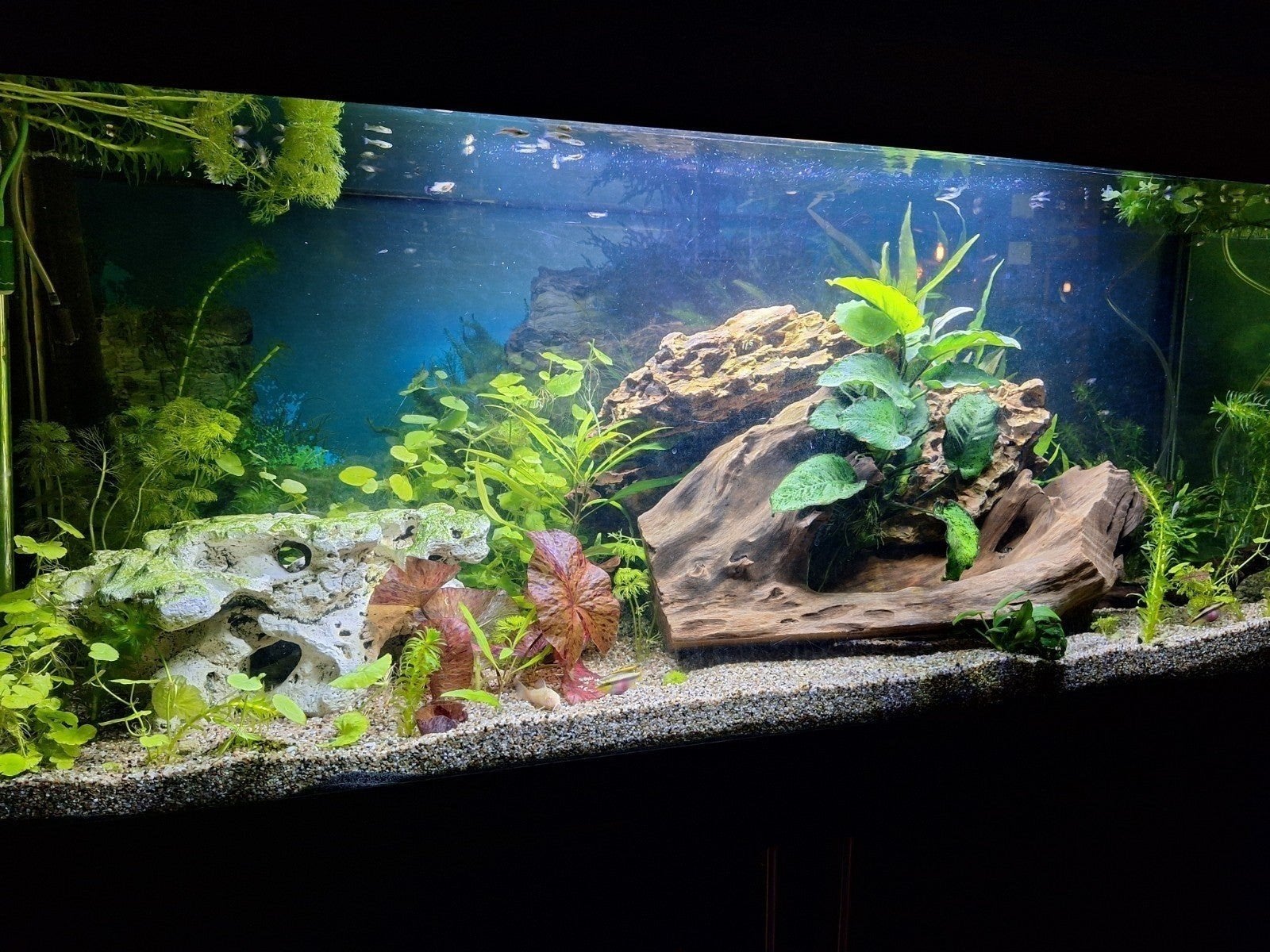 gezocht gratis visjes en garnaaltjes of aqariums, Ophalen, Gevuld zoetwateraquarium