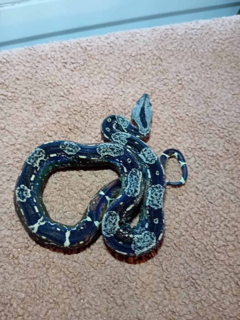 Verschillende jonge boa constrictor imperator te koop Boa Constrictor photo 3