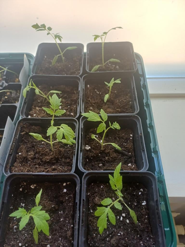 Black cherry tomatenplantjes 5 voor 5 euro, Ophalen, Volle zon, Groenteplanten, Eenjarig