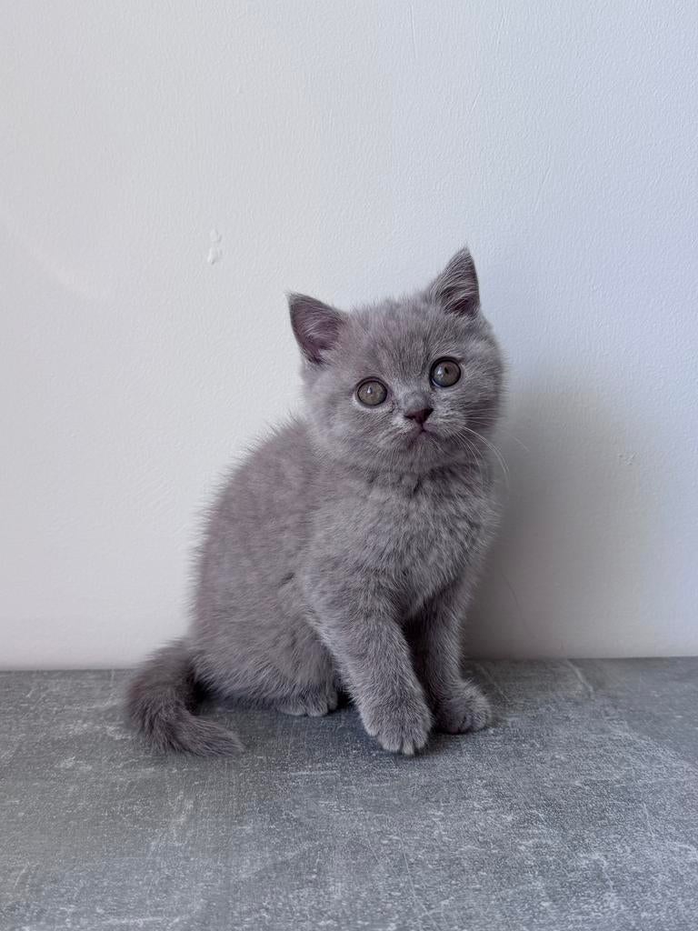 Te koop lieve Britse korthaar katertje