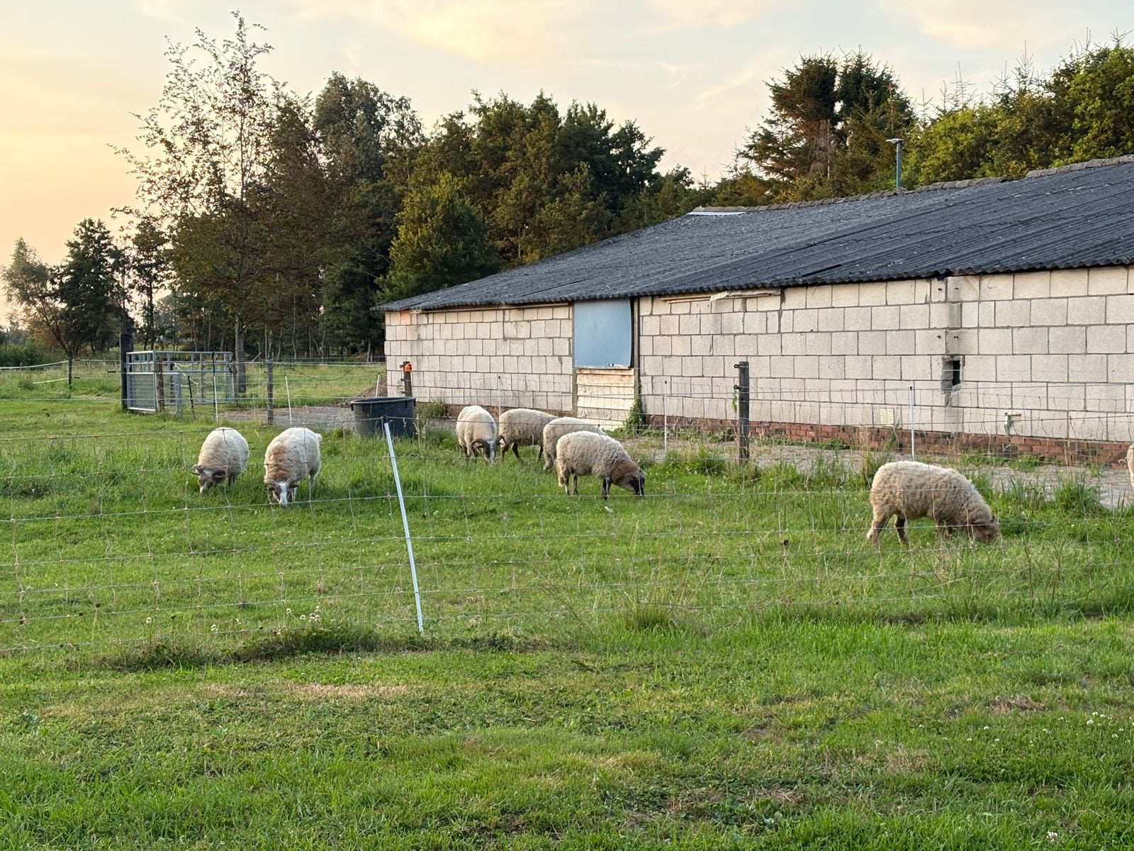 Drents heideschaap drentse heideschapen, Meerdere dieren, Schaap, 0 tot 2 jaar