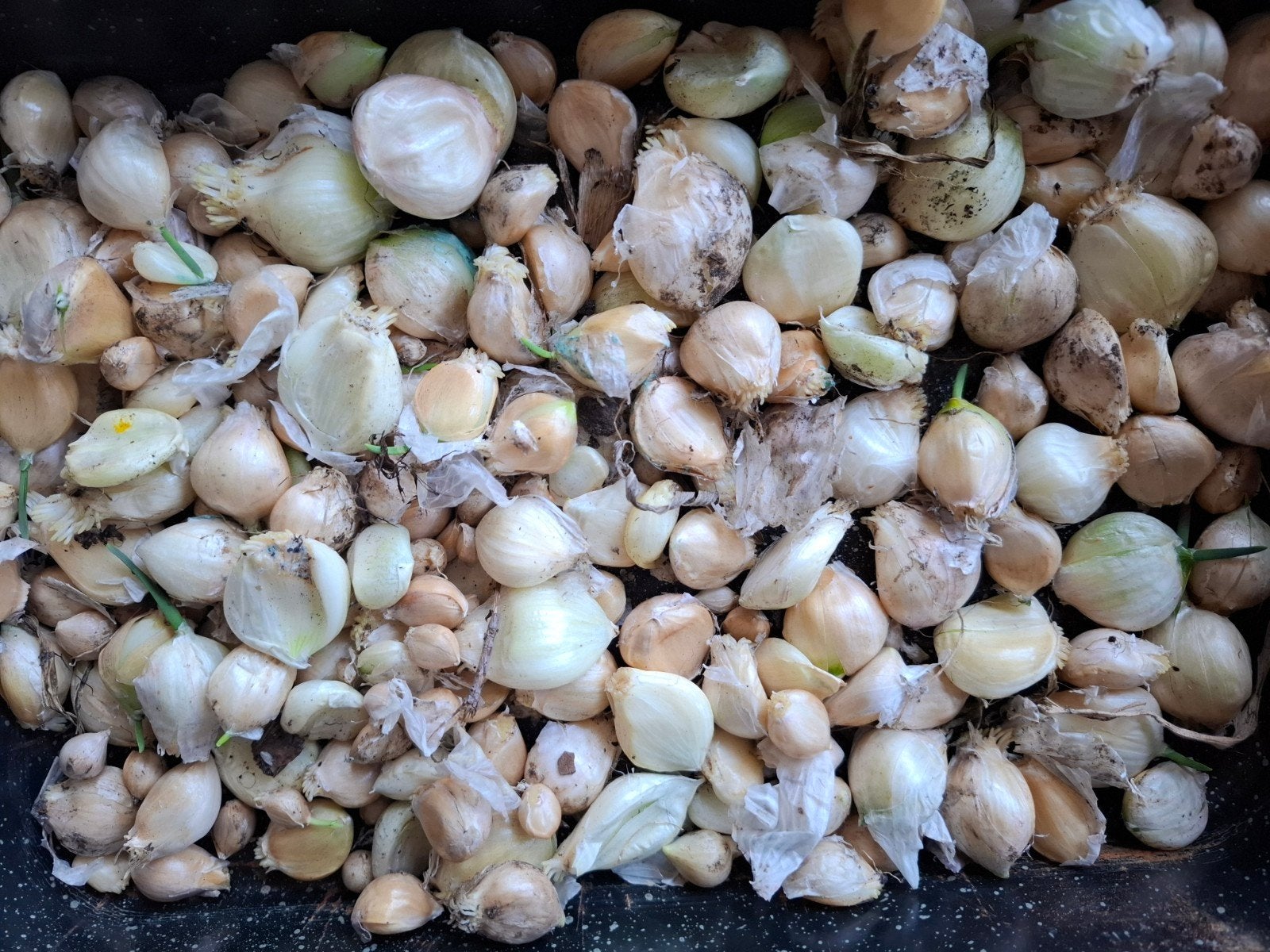 Oerprei
​Oerprei is een ijzersterke, meerjarige (doo, Ophalen of Verzenden