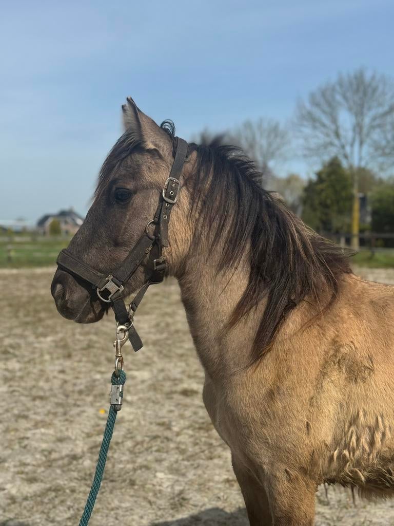 2 jarige pony, Dieren en Toebehoren, Pony's, 0 tot 2 jaar, Hengst, Gechipt, B pony (1.17m tot 1.27m)
