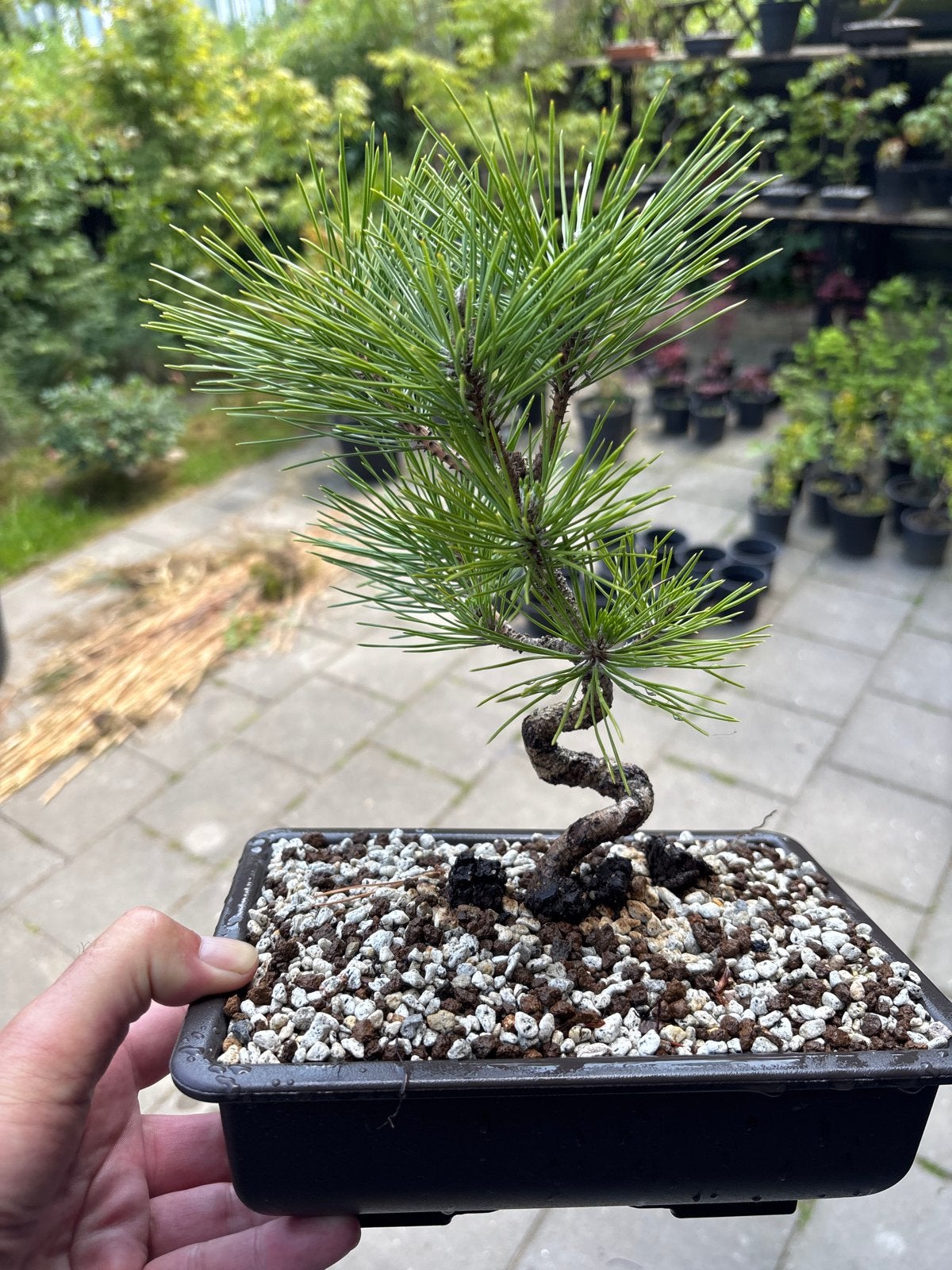 Japanse Zwarte Den Bonsai - Pinus Thunbergii, Tuin en Terras, Volle zon, Vaste plant, Bloeit niet, Ophalen
