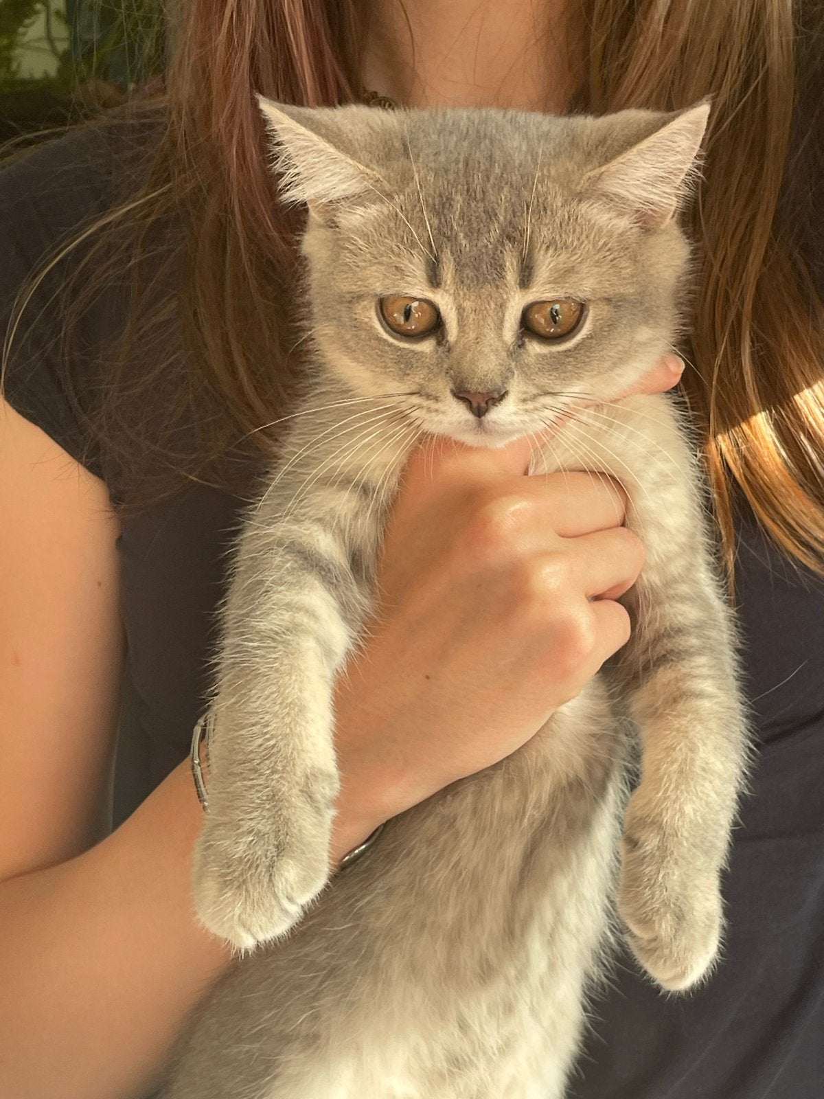 Schatjes wachten op nieuwe baasjes !, Dieren en Toebehoren, Kater