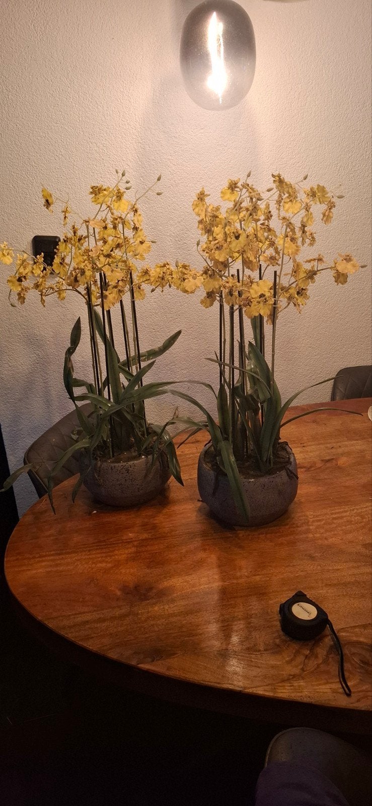 2 potten met orchideeën, Ophalen of Verzenden