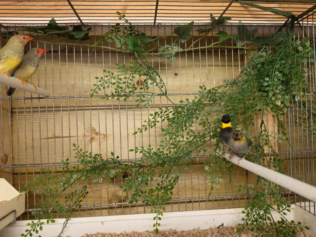 1-1 koppel cuba vink, Dieren en Toebehoren, Vogels | Overige Vogels, Meerdere dieren