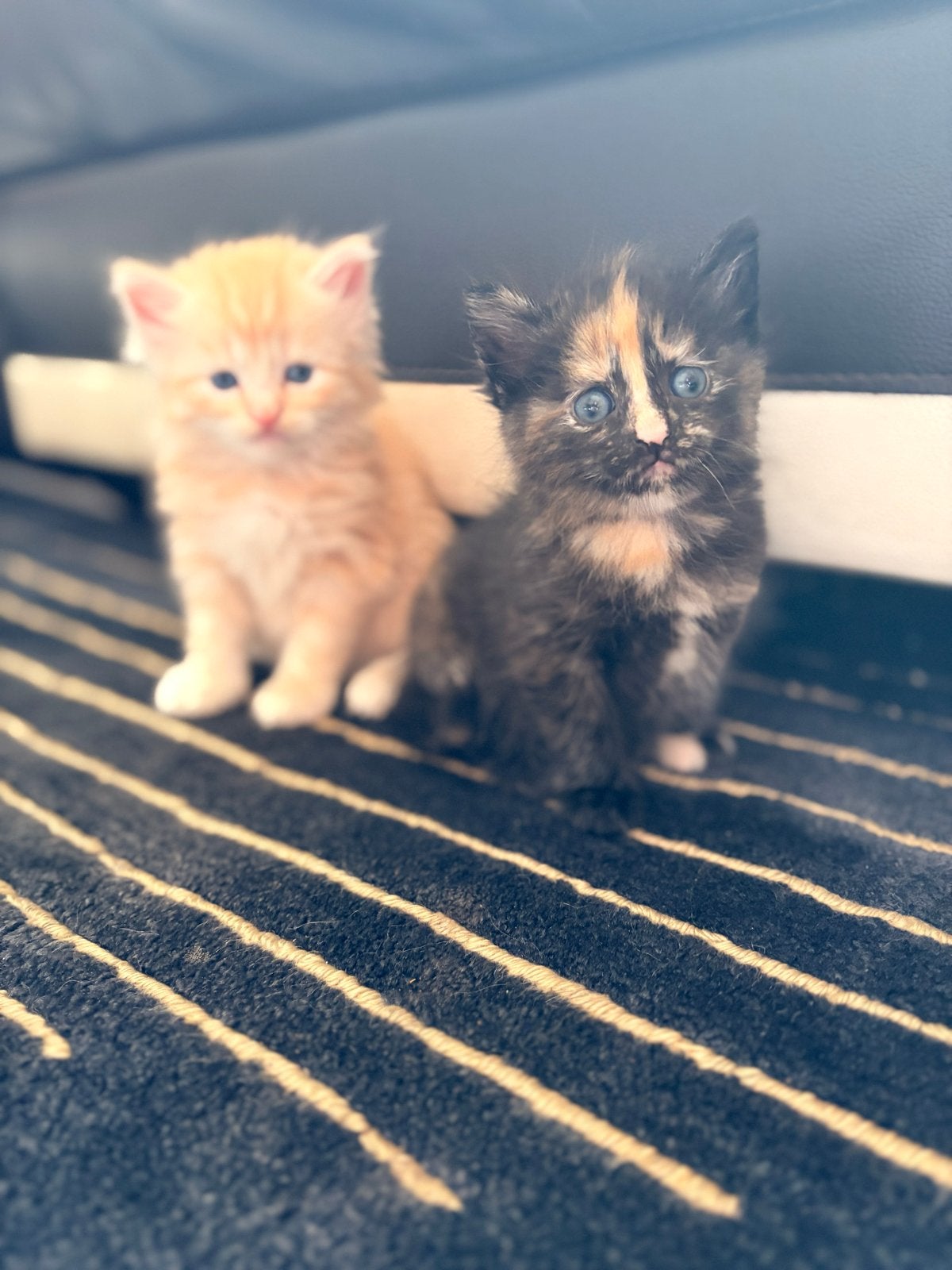 Licht oranje mannetje langhaar en een tortoiseshell vrouwtje, Dieren en Toebehoren, Katten en Kittens | Overige Katten, Meerdere dieren