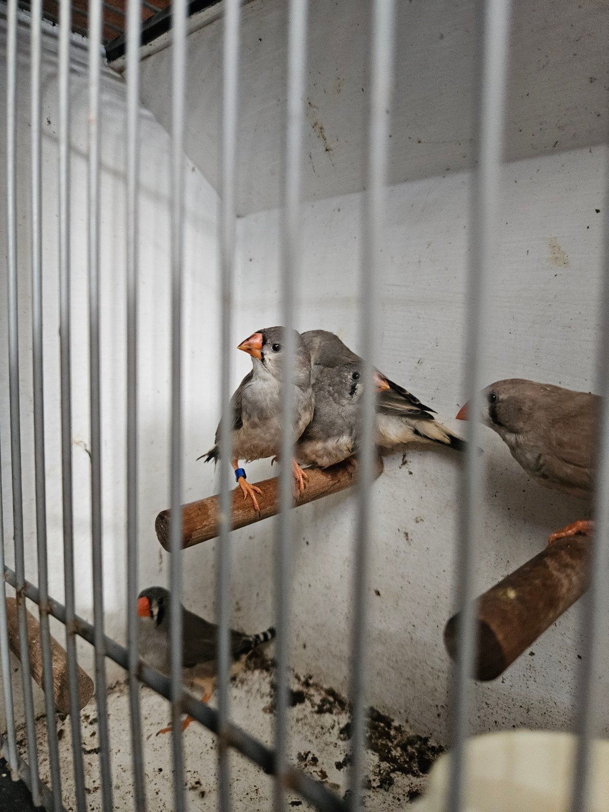 Zebravinken, Meerdere dieren