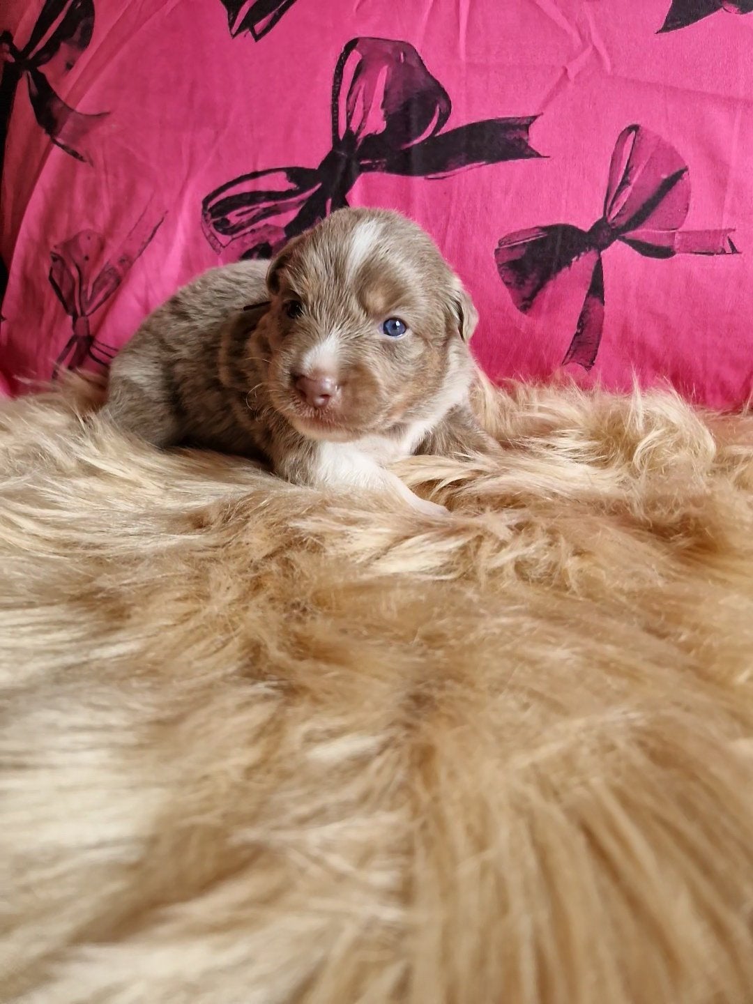 Knappe lilac border collies, Dieren en Toebehoren, Parvo, België, Particulier, 8 tot 15 weken