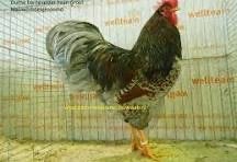 Blauwe barnevelders, Dieren en Toebehoren, Pluimvee, Mannelijk, Kip