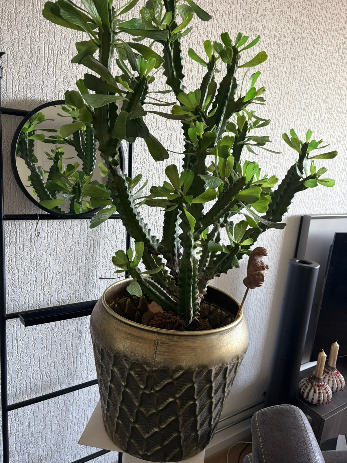 Prachtige kunst Cactus, Ophalen, Cactus, Volle zon, Minder dan 100 cm