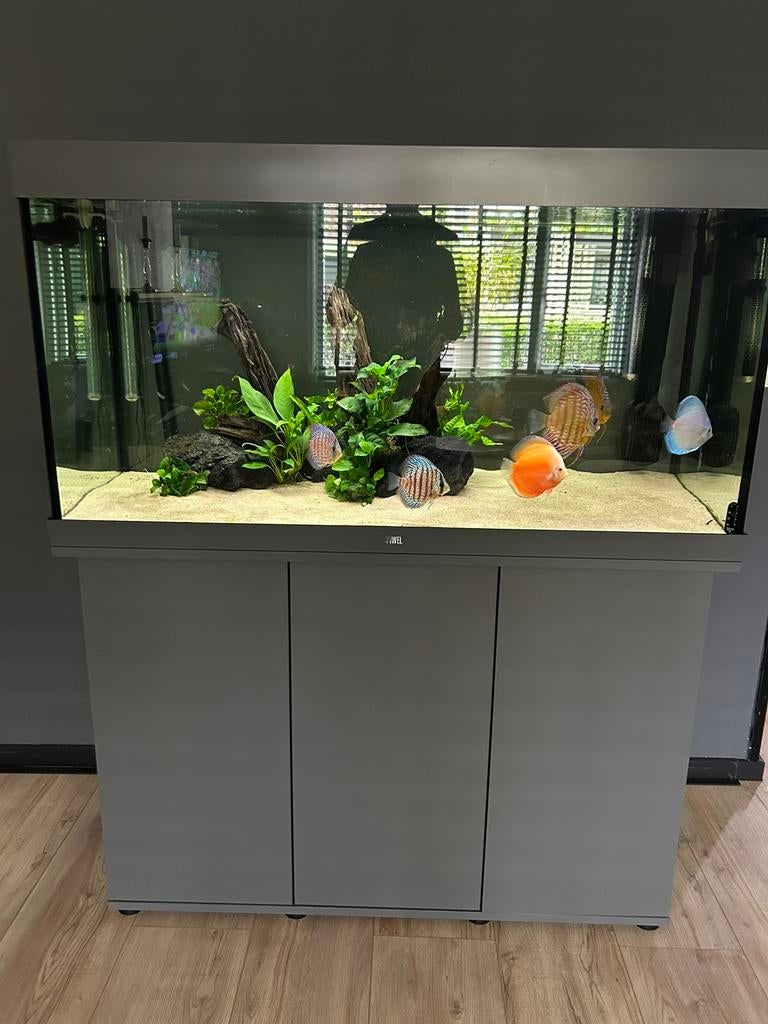 Compleet discus aquarium juwel 350 grijs, Dieren en Toebehoren, Ophalen, Inclusief vissen, Juwel, Gevuld zoetwateraquarium