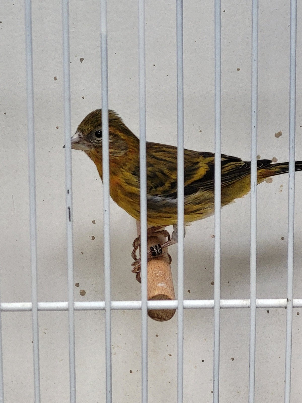 Kapoetsensijs F1 poppen, Vrouwelijk, Wildzangvogel, Geringd