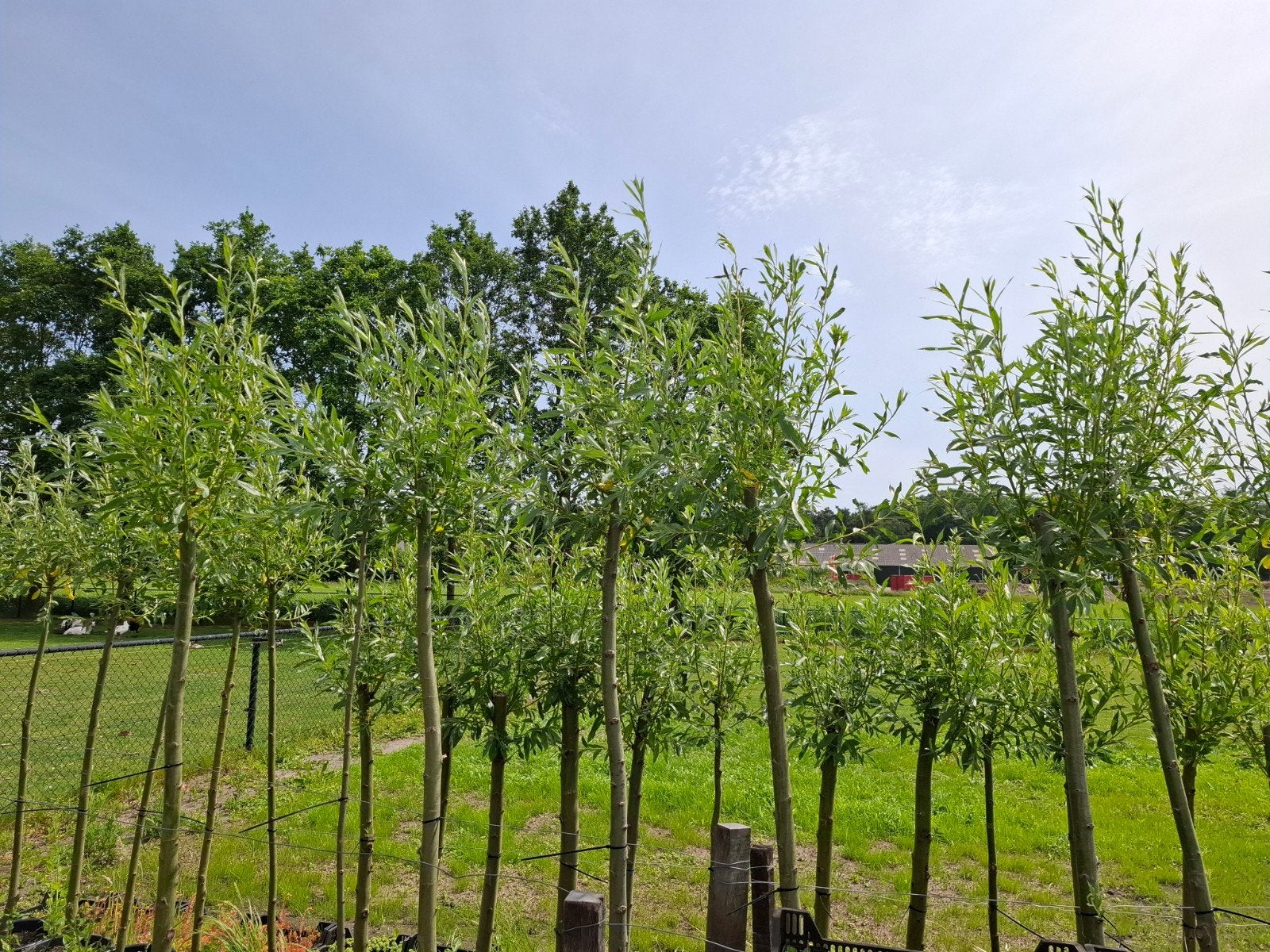 Mooie knotwilgen te koop, Tuin en Terras, 100 tot 250 cm, Zomer, Ophalen, Volle zon