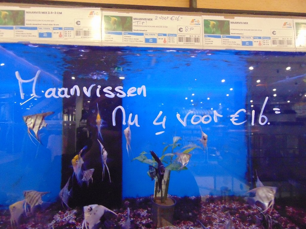 Tropische vissen in Assen., Vis, Zoetwatervis
