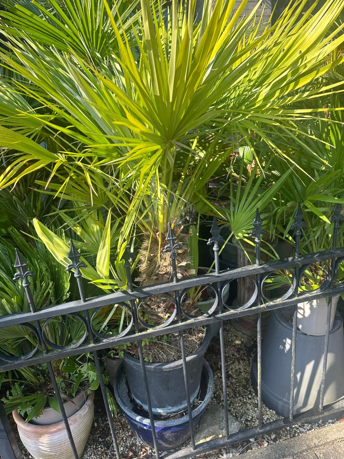 Chamearops humilis met stam 40 cm winterhard, Tuin en Terras, Ophalen of Verzenden, Gehele jaar, Volle zon