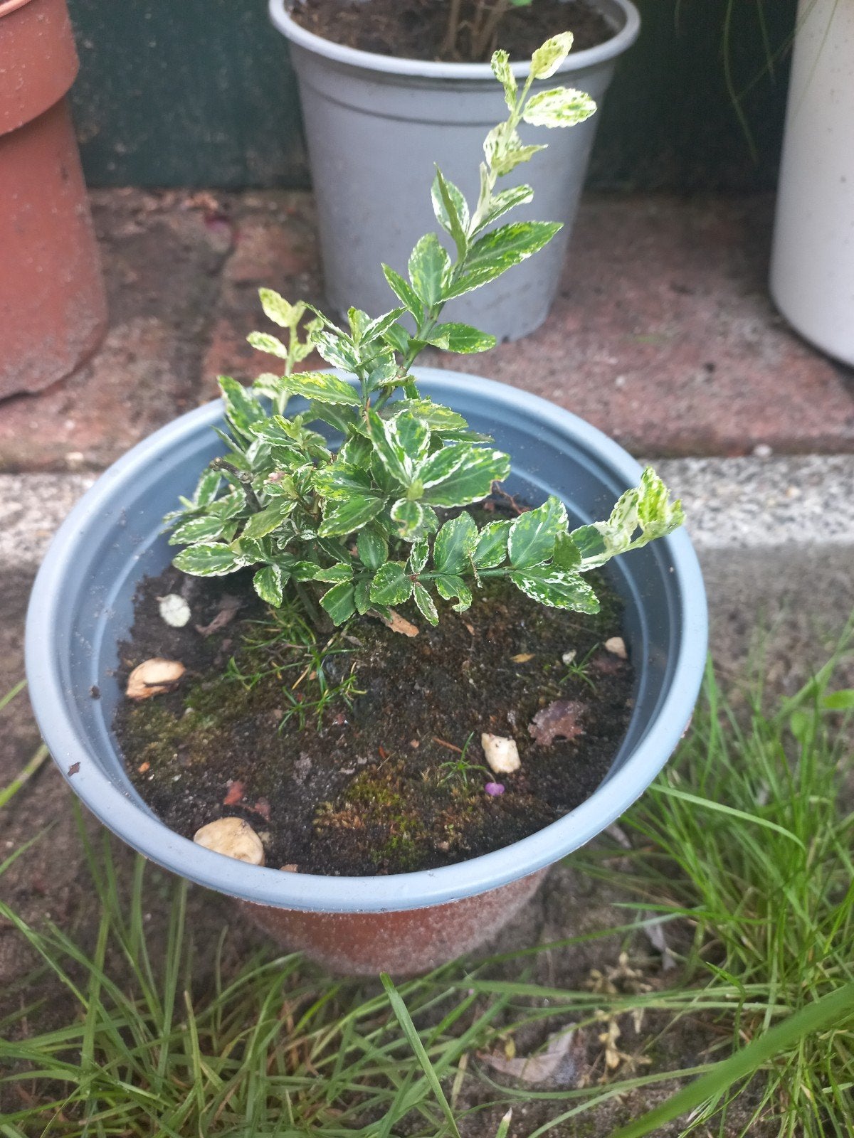 Kardinaalsmuts stek 2 jaar oud - Alleen afhalen €2, Tuin en Terras, Vaste plant, Bloeit niet, Halfschaduw, Ophalen