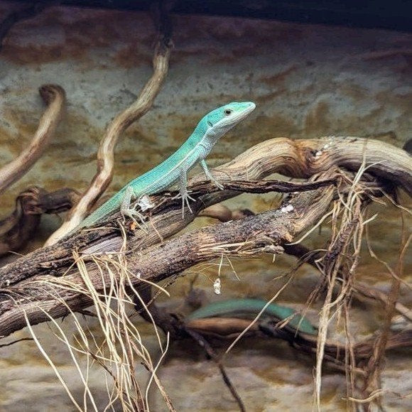Langstaarthagedis - Takydromus smaragdinus, Hagedis, Met terrarium, 0 tot 2 jaar
