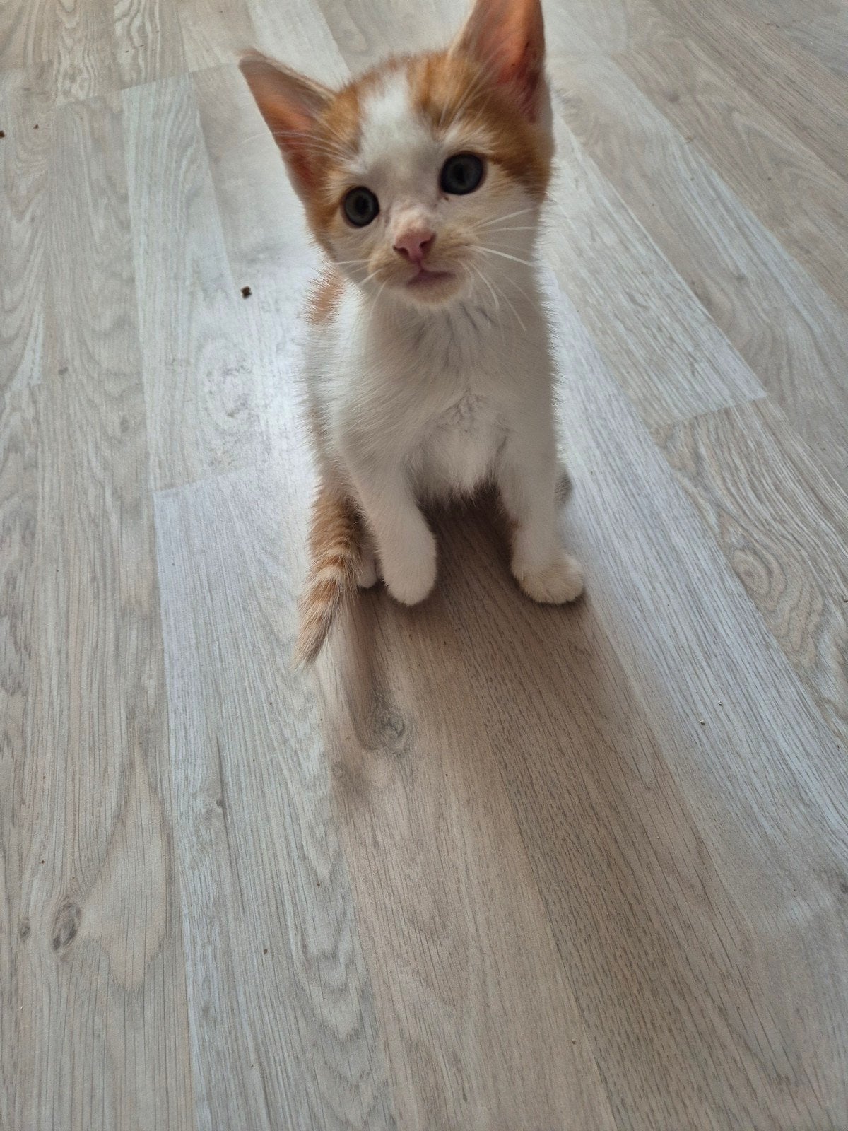 Deze lieve kittens zoeken een huisje!!, Meerdere dieren, Kortharig, 0 tot 2 jaar