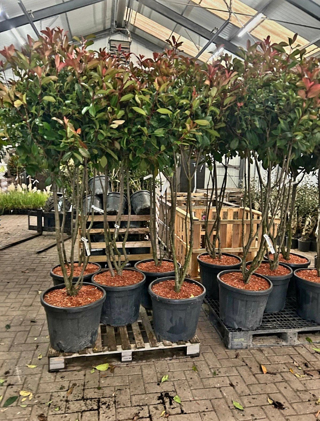 Photinia fraseri 'Red Robin' ❗️🍀meerstam 🍀❗️, Ophalen, Halfschaduw, Overige soorten