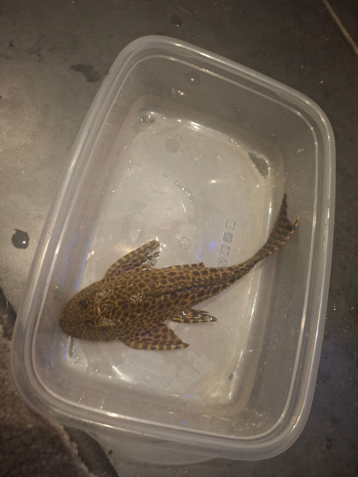Leopard pleco's, Vis, Zoetwatervis
