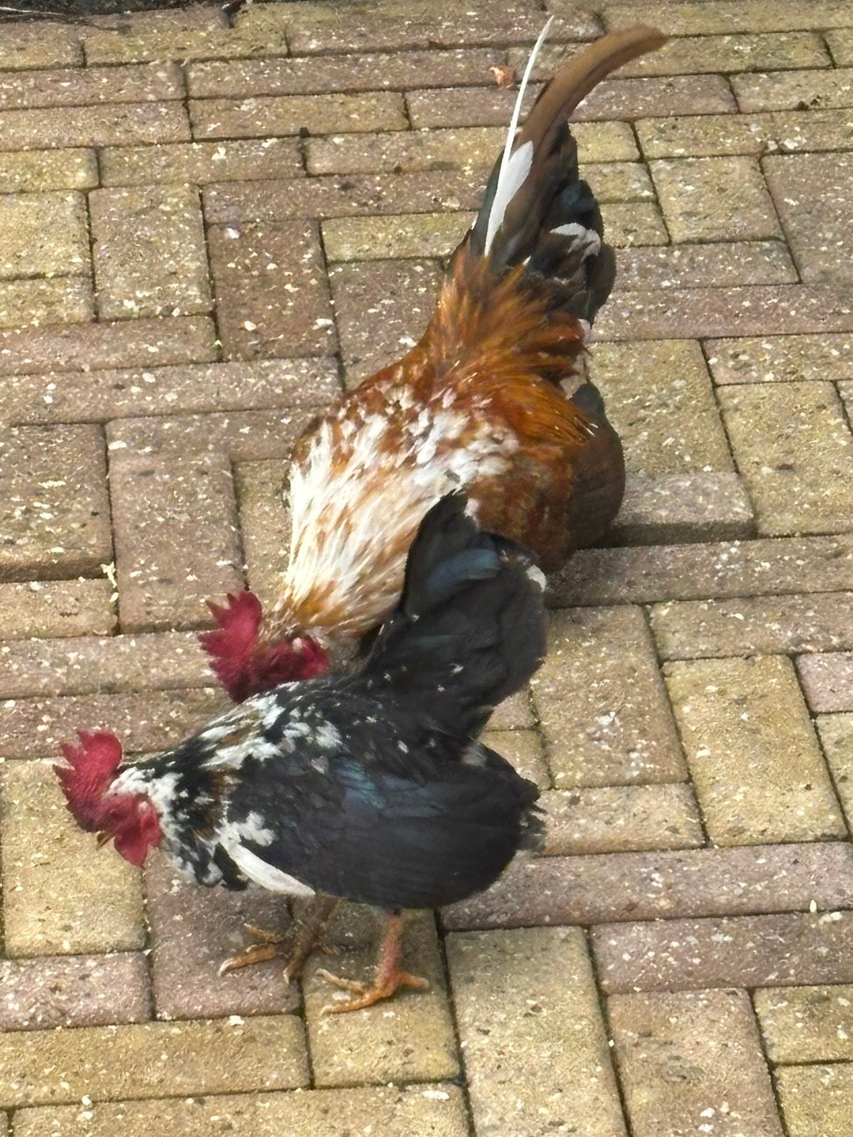 2 Prachtige serama haantjes, Dieren en Toebehoren, Mannelijk, Kip