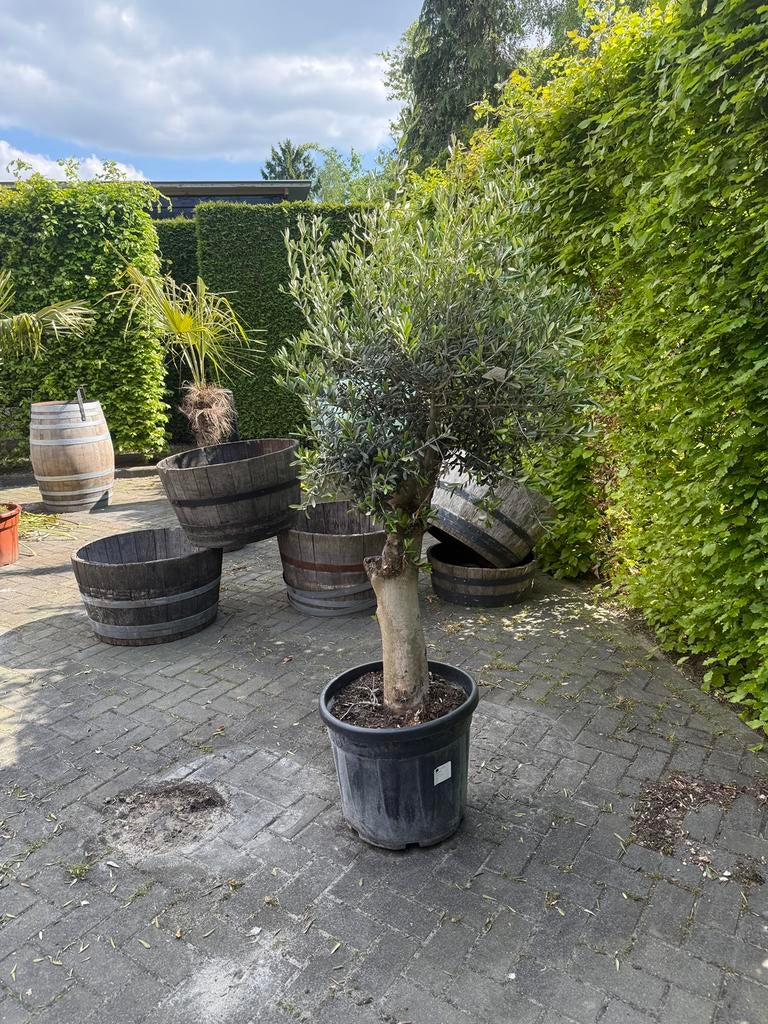 Olijfboom | Olea europea | wijnvaten, Volle zon, Ophalen of Verzenden, 100 tot 250 cm, Olijfboom