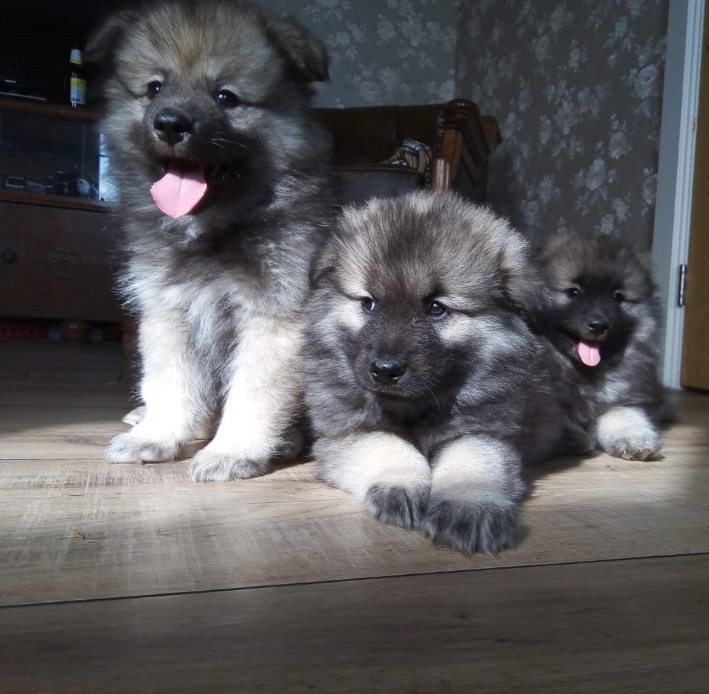 Keeshond pups Wolfsgrauw, Nederland, Keeshond, 8 tot 15 weken, CDV (hondenziekte)
