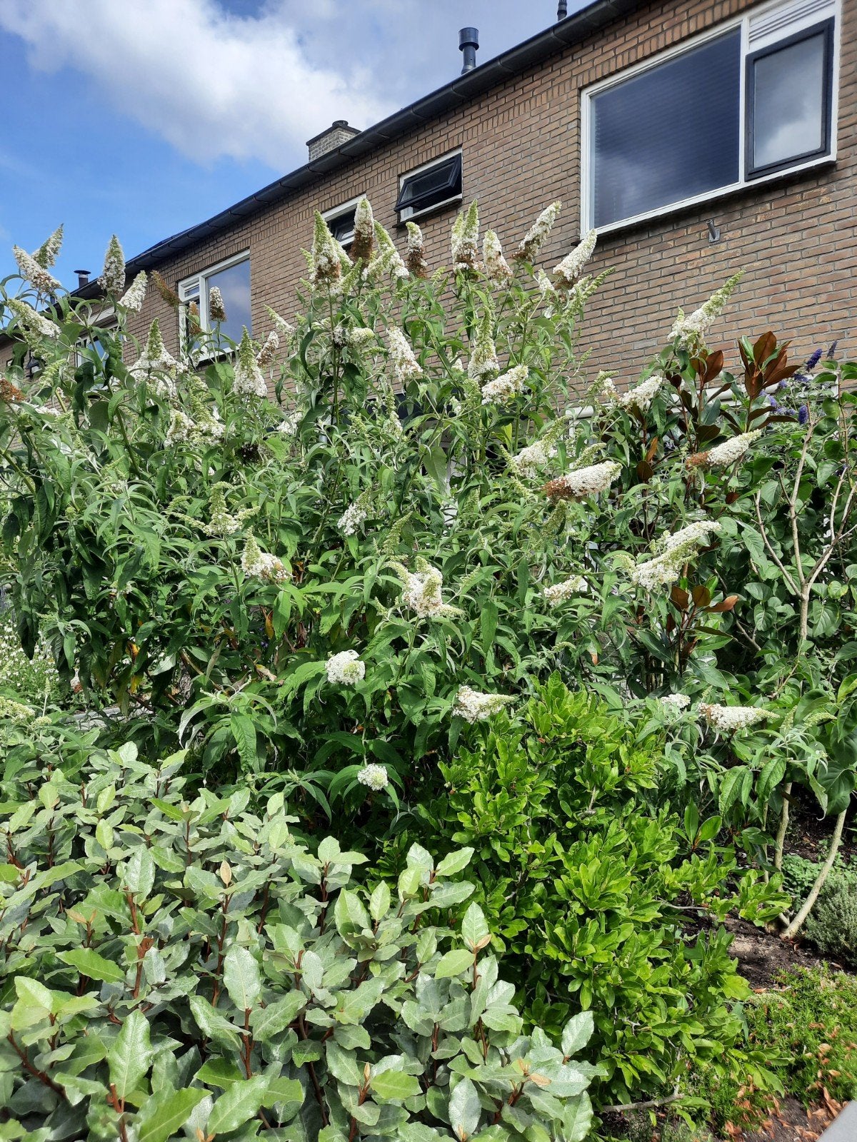 Witte Buddleja (vlinderstruik). 1.50-2.00 m. hoog., Ophalen, Overige soorten, Volle zon