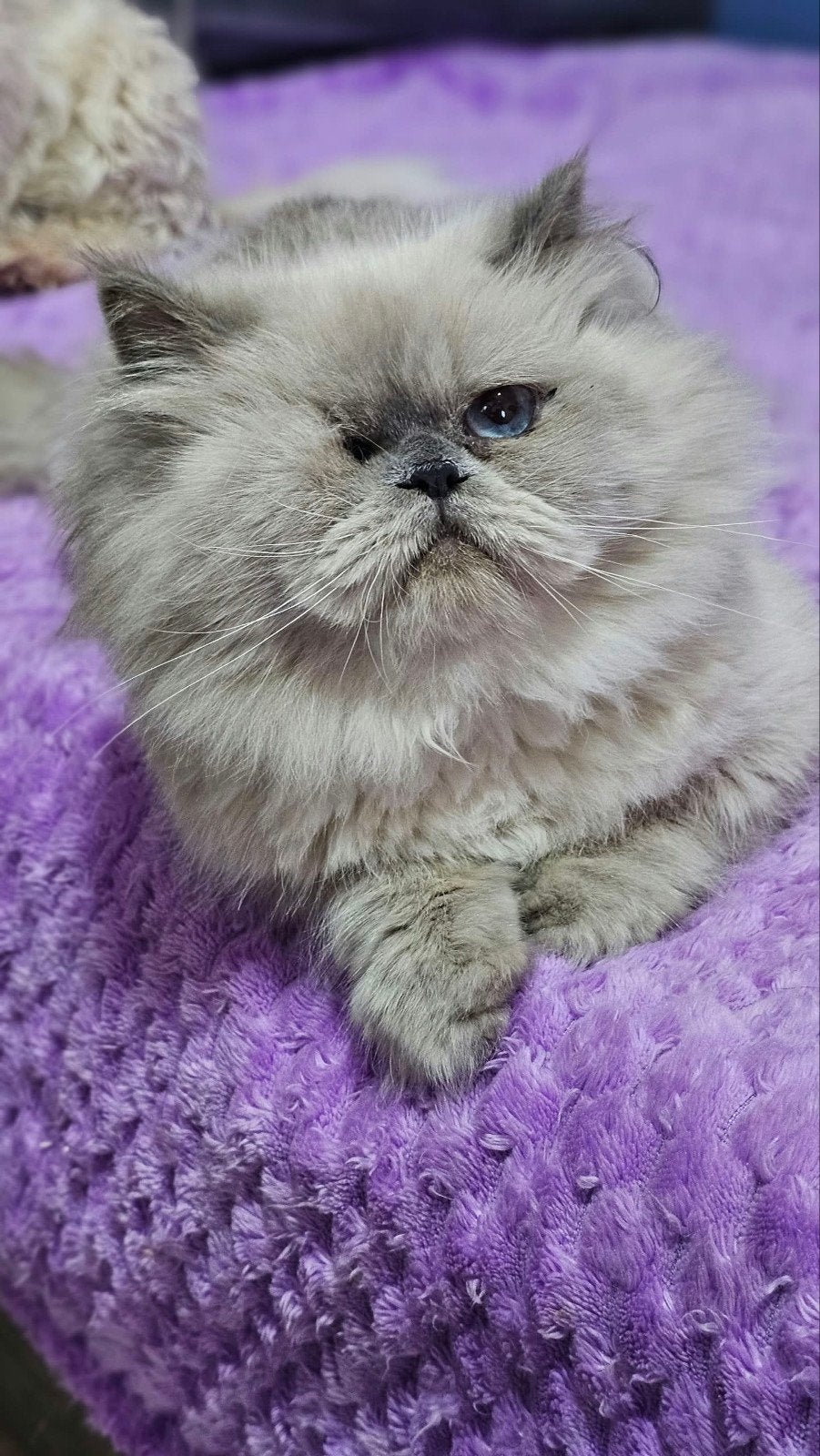 allerliefste makkelijke tom, Kater, Gechipt, 0 tot 2 jaar