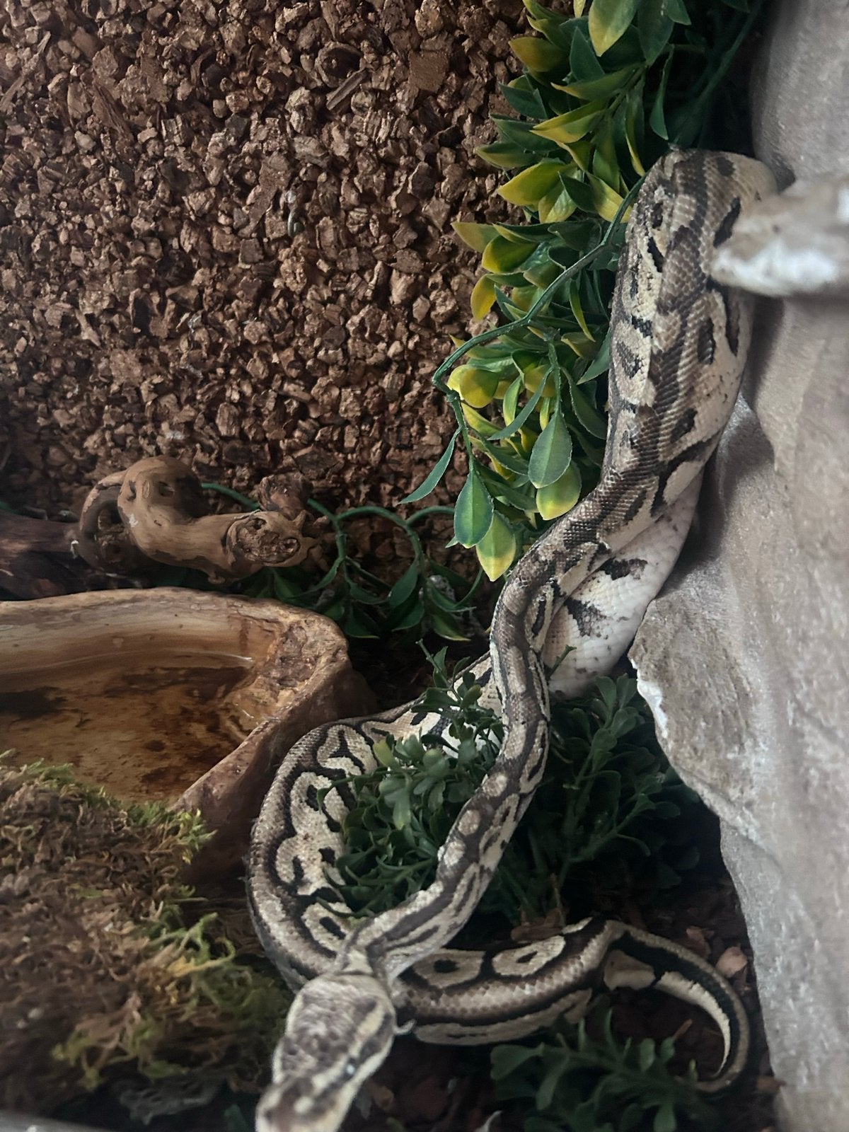 Koningspython + terrarium, Dieren en Toebehoren, Ophalen, Nieuw
