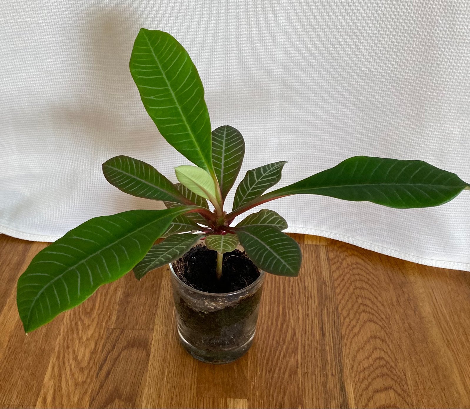 Madagaskar juwel, Ophalen, Halfschaduw, Minder dan 100 cm