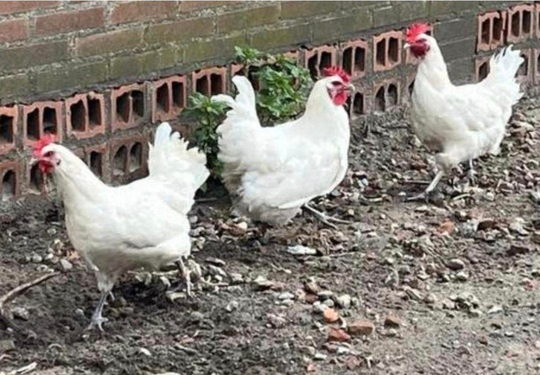 twee jong Poul de Bresse hennen 
3 hennen.
3 hennen., Vrouwelijk, Kip