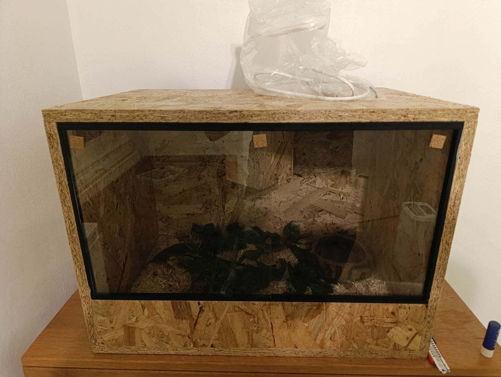 Rattenslang met terrarium Rat Snake photo 2