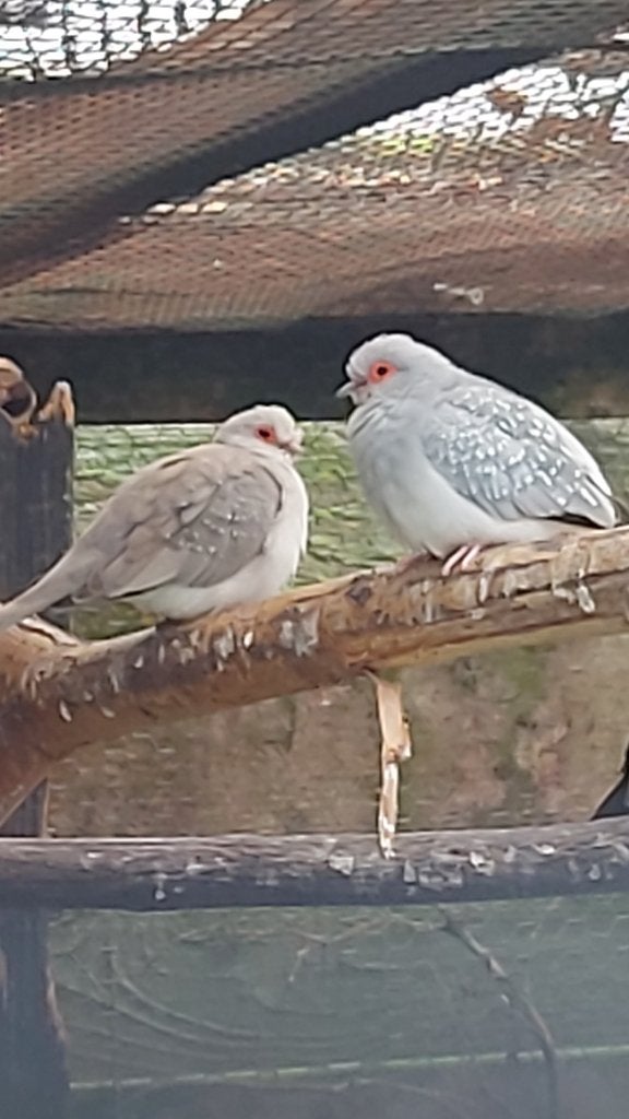 Diamant duiven, Dieren en Toebehoren, Meerdere dieren, Tropenvogel, Geringd