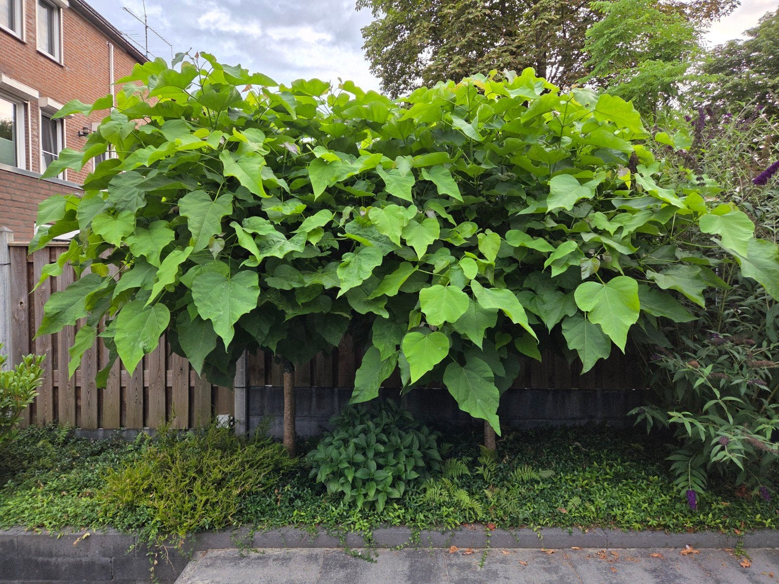Bolcatalpa 2 x, Tuin en Terras, Planten | Bomen, 100 tot 250 cm, Zomer, Ophalen, Volle zon
