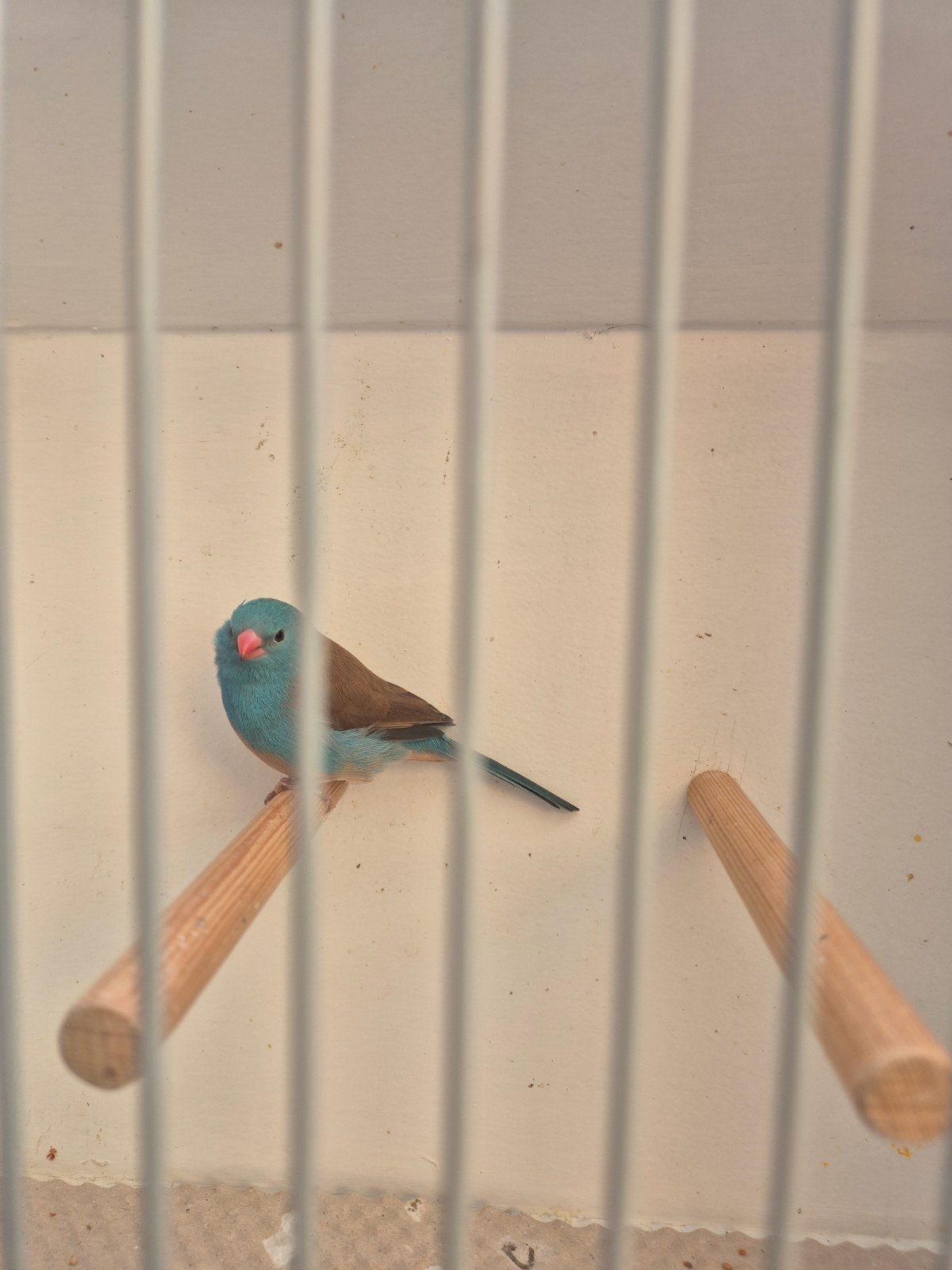 blauwkop blauwfasantje te koop, Mannelijk, Tropenvogel, Geringd