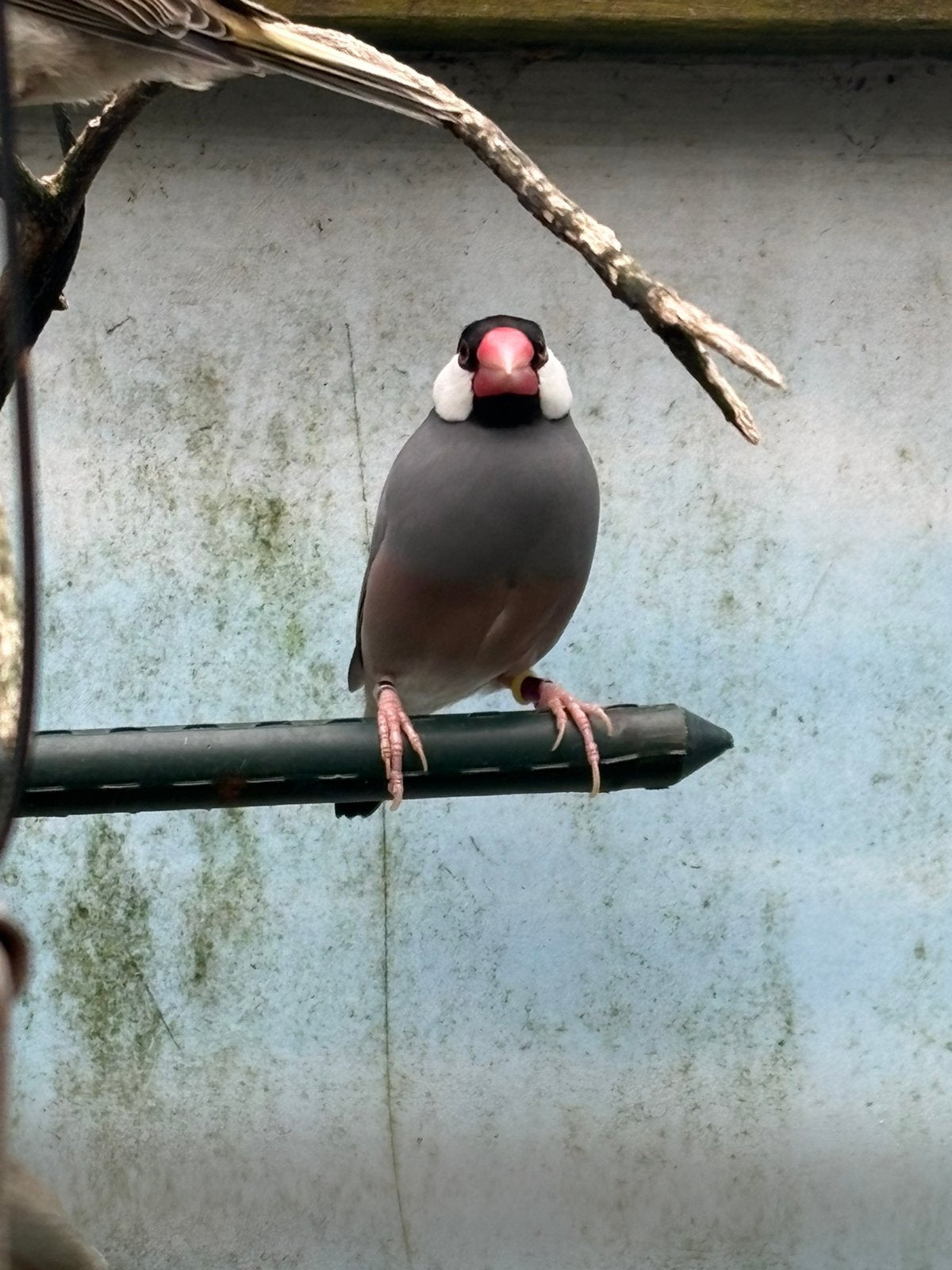 Rijstvogels, Dieren en Toebehoren, Vogels | Overige Vogels, Meerdere dieren